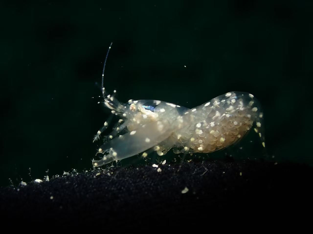 菲律宾朗布隆岛一只腹部抱卵并带白色斑点的透明共生虾