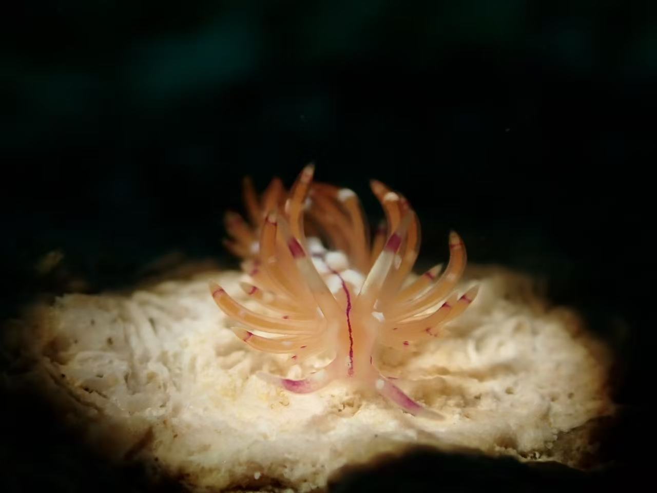 菲律宾朗布隆岛一只带红紫纵线和橙色角突的红线扇鳃海蛞蝓